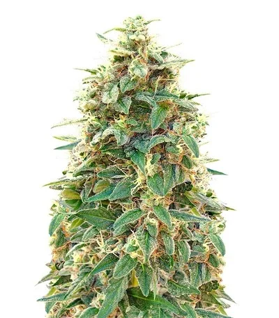 Auto 00 Cheese
