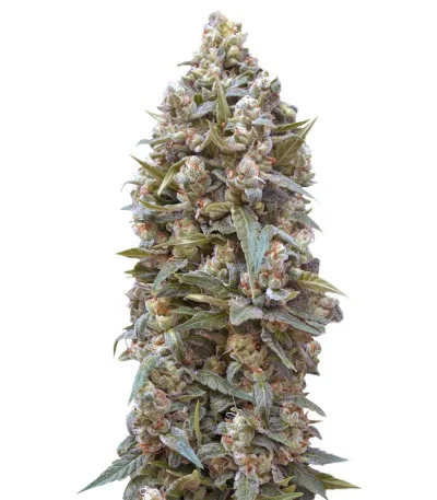 Auto 00 Kush