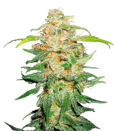 00 Kush Fast