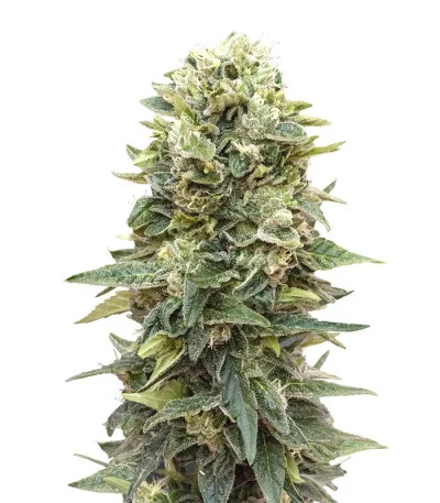 Auto Afghan Mass