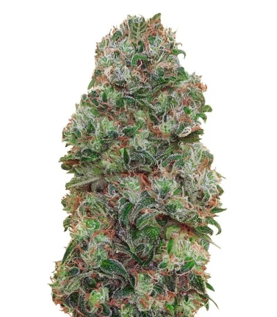 Bubble Gum