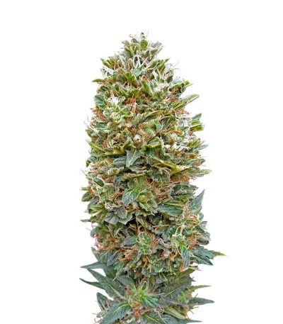 Auto Bubble Gum