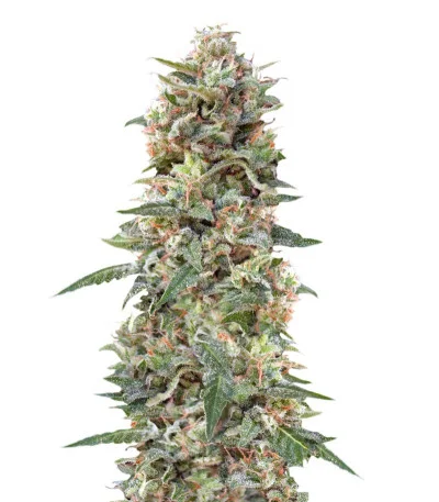 California Kush