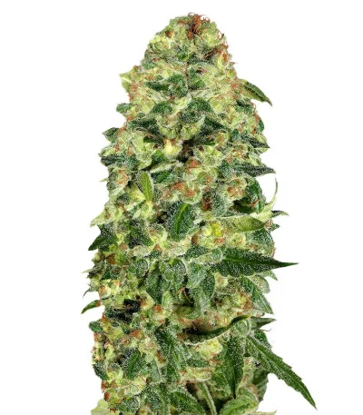 Auto California Kush