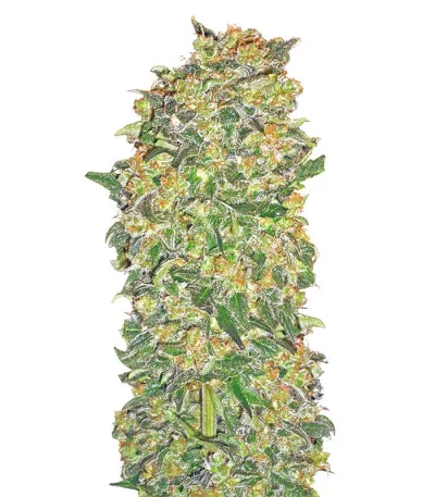Chocolate Kush