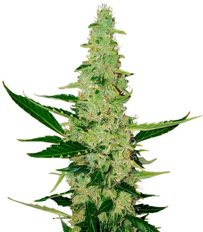 Auto Chocolate Kush