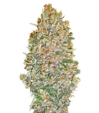 Auto Chocolate Skunk