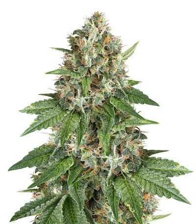 Auto Do-Si-Dos Cookies