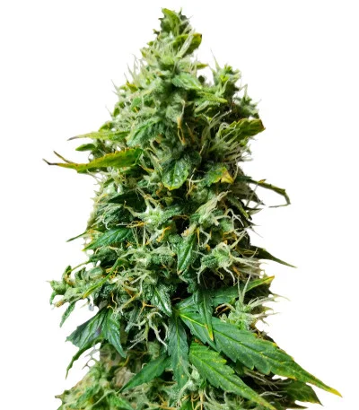 Auto Gorilla