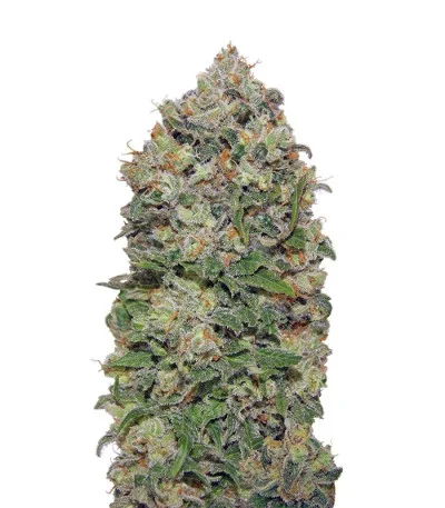 Northern Lights