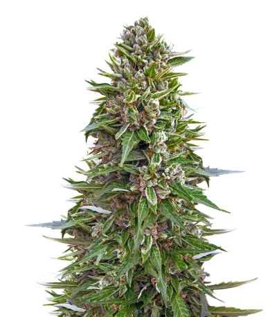 Auto Northern Lights XXL