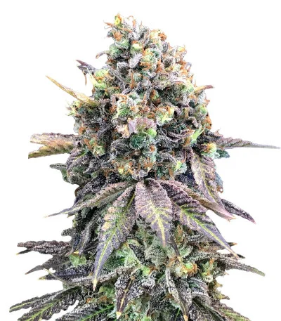 Purple Punch