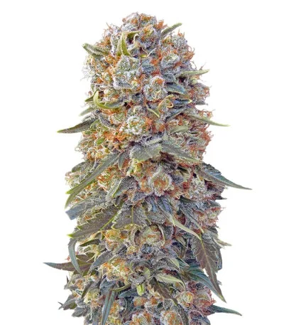 Sweet Critical