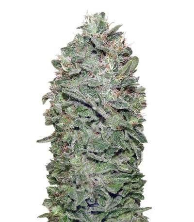 Sweet Somango