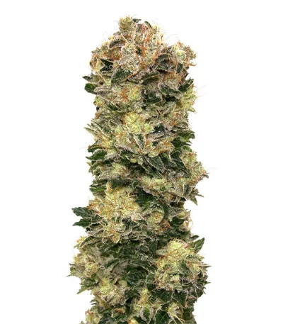 Auto Sweet Somango
