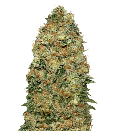 White Widow
