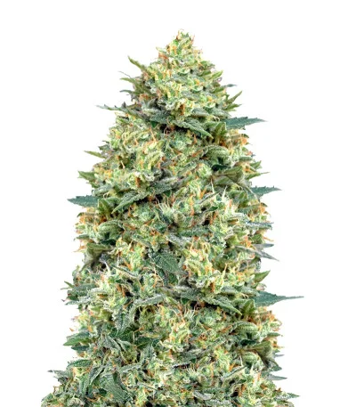 Auto White Widow