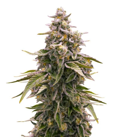 Cap Junky fem