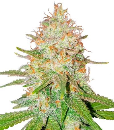 Florida Sunrise Auto fem