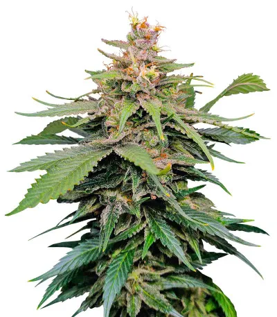 Godfather OG Auto