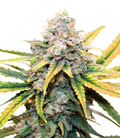 Pink Rozay Auto fem
