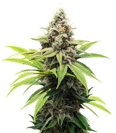 Wedding Crasher Auto fem
