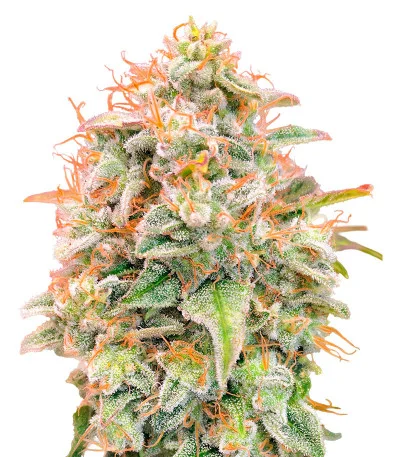 Auto Banana Cookies