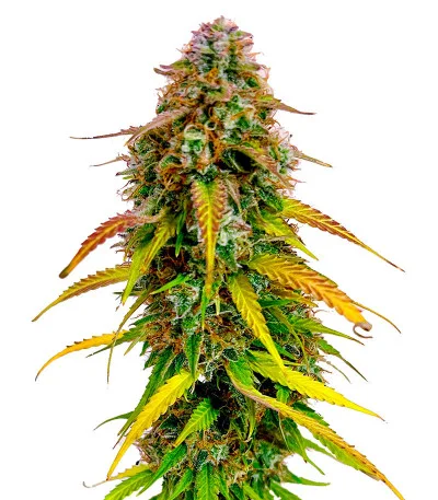 Auto Bruce Banner XXL