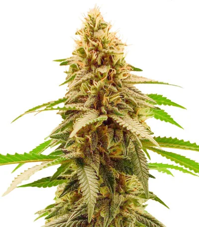 Cherry Pie fem