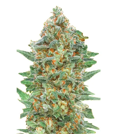Auto Critical Lemon CBD fem