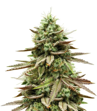 Gelato #33 fem