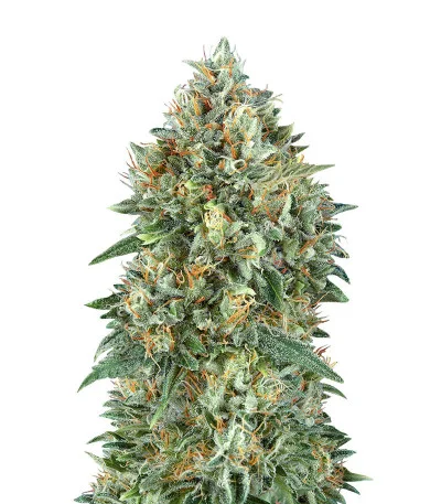 Auto Gelato #33 fem