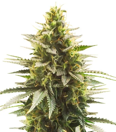 Gelato #33 Fast fem