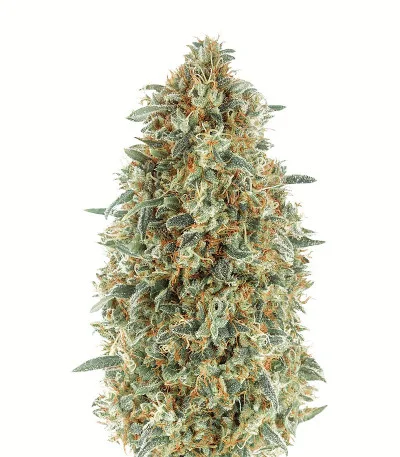 Gorilla Blue fem