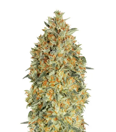 Auto Gorilla Blue fem