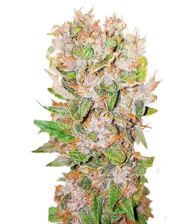 Auto Mimosa Punch