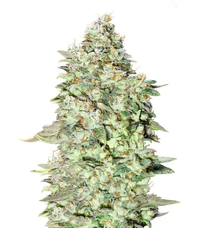OG Kush S.F.V. fem