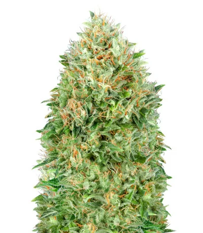 Pineapple Glue fem