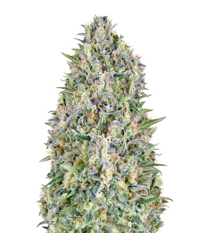 Auto Pineapple Glue fem
