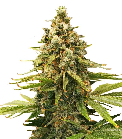 Slurricane fem