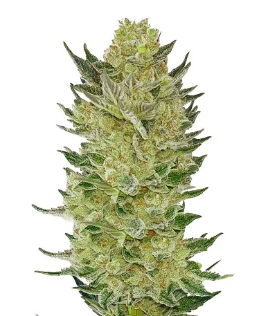 Auto Somango Glue fem