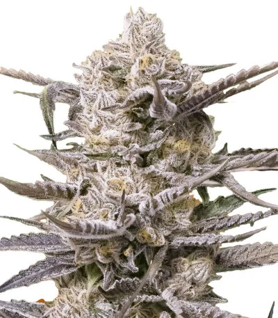 Watermelon OG fem