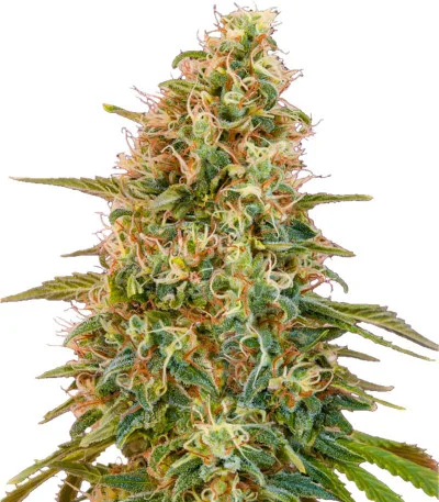 Auto Zkittlez fem