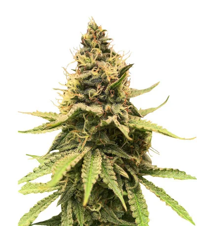 Critical Amnesia fem