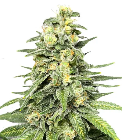 Dozy Cookies fem