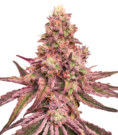 Glue Cookies fem