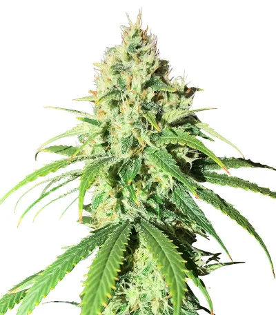 Glue Sherbert fem