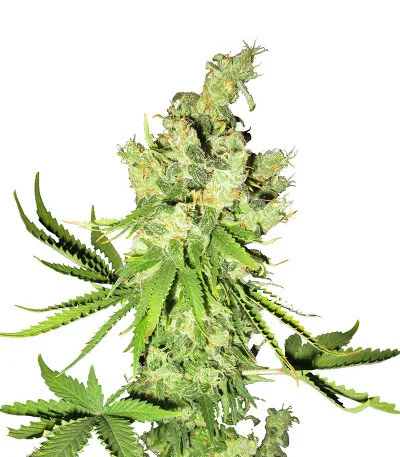 Lemon OG fem