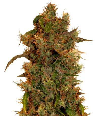 8 Ball Kush fem