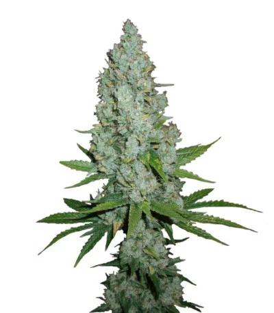 Amnesia Lemon fem